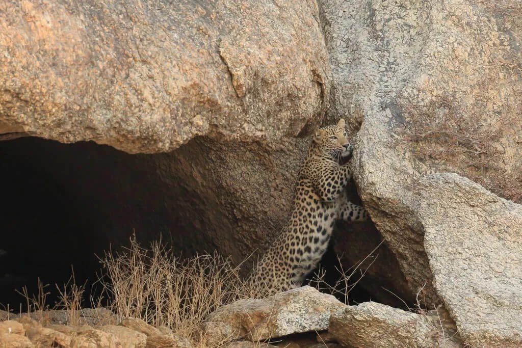 Leopard Safari Rajasthan