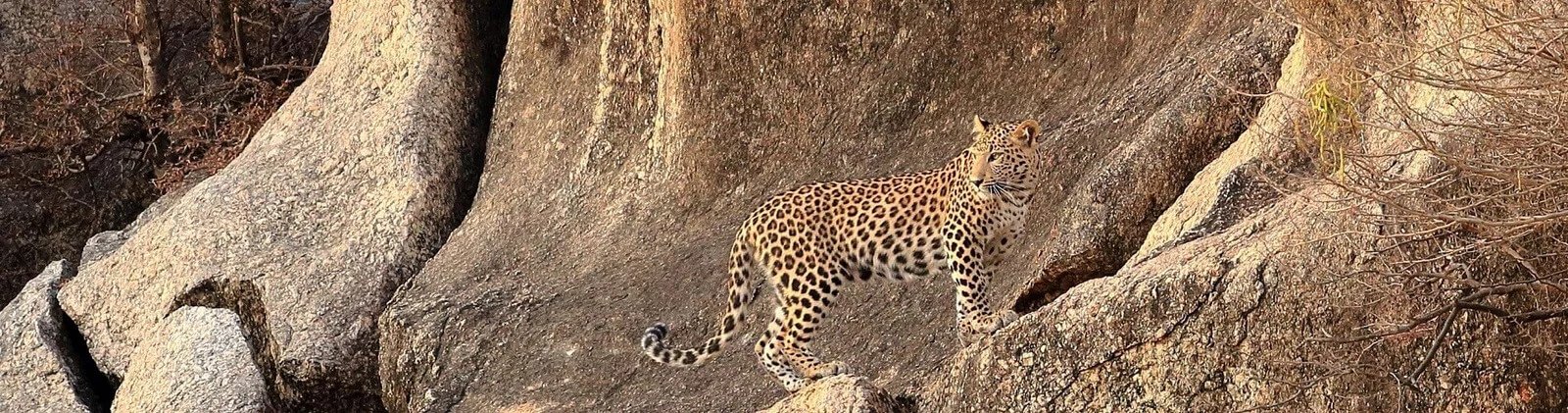 Best Leopard Safari & Hotel in Jawai