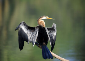 Bijapur Lodge Bird Watching Jawai