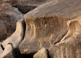Bijapur Lodge Leopard Watching