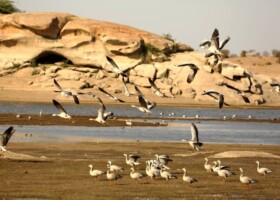 Bird Watching Bijapur Jawai