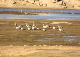 Bijapur Lodge Jawai Bird Watching