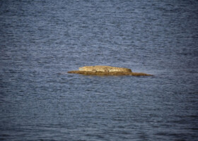 Bijapur Jawai Crocodile