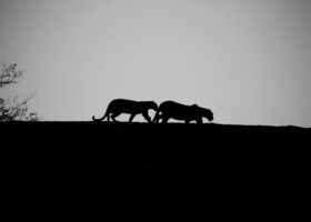 jawai leopard safari